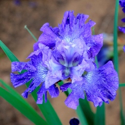 Blueberry Fair Siberian Iris, Iris x 'Blueberry Fair'